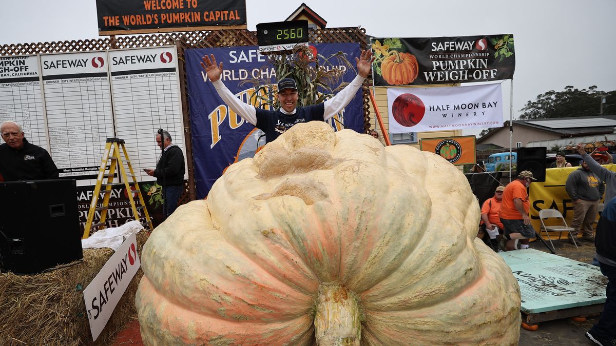 Travis Gienger wyhodował najcięższą dynię w USA. Waży 1161 kg