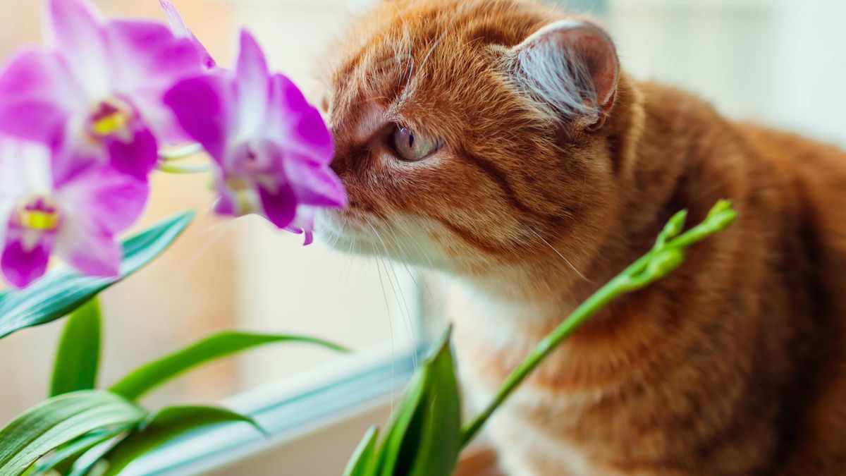 Jak odstraszyć koty od obgryzania kwiatów?