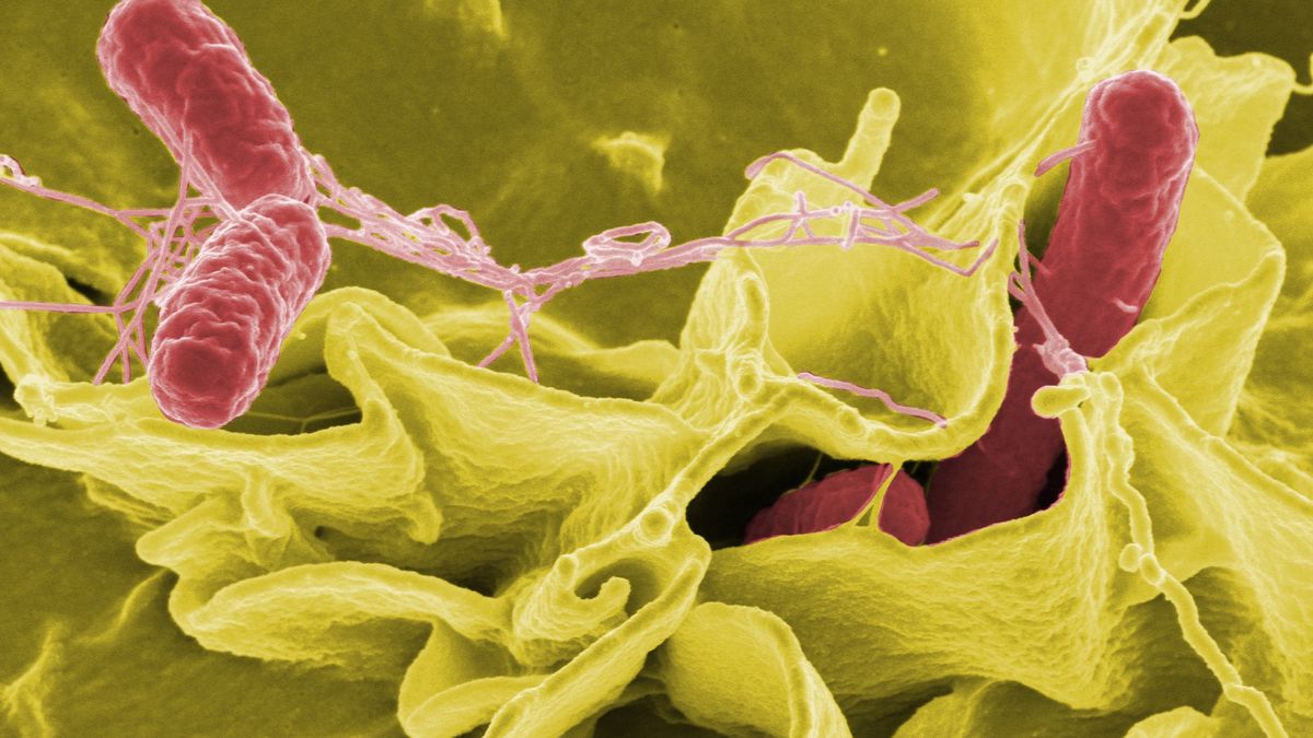 Salmonella Typhi