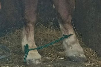 Trzy konie w dostawczaku. Jeden miał związane kopyta