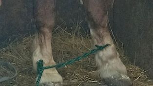 Trzy konie w dostawczaku. Jeden miał związane kopyta