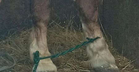 Trzy konie w dostawczaku. Jeden miał związane kopyta