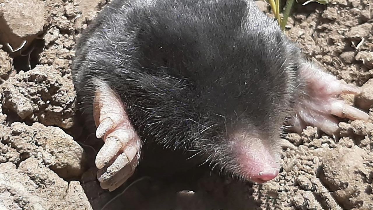 Talpa hakkariensis - a new species of mole