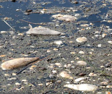 Śnięty problem w Odrze. Chodzi o blisko sto kilogramów ryb