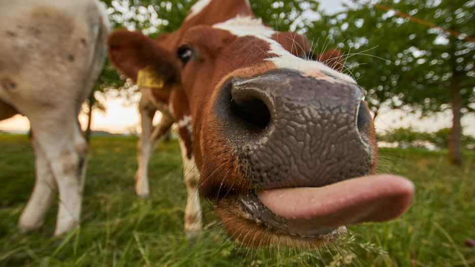 Lekarze weterynarii nie chcą pracować na wsiach