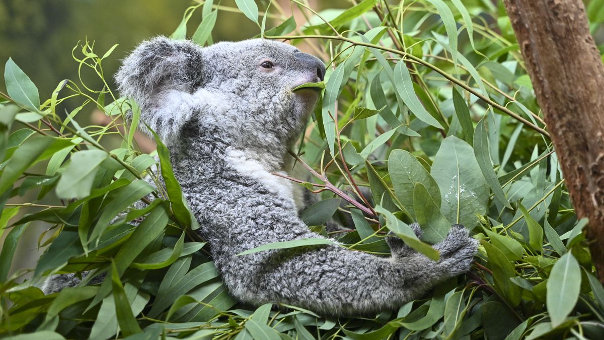 GUANGZHOU, CHINA - AUGUST 08: A koala eats on a tree at Guangzhou Chimelong Safari Park on August 8, 2025 in Guangzhou, Guangdong Province of China. Guangzhou Chimelong Safari Park on August 8 held an event marking the 20th anniversary of introducing Australian koalas. A group of six koalas from Australia were introduced in the Guangzhou Chimelong Safari Park on April 27, 2006. After several years of introducing and breeding, the number of koalas in the park has reached 85 now. (Photo by Chen Jimin/China News Service/VCG via Getty Images)