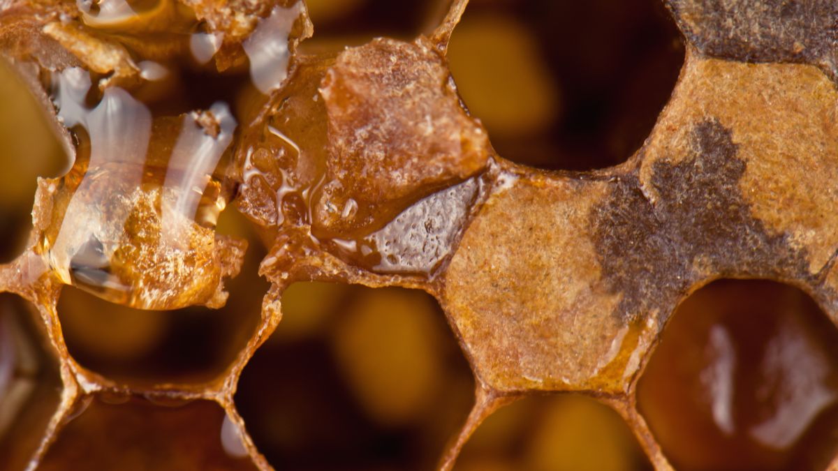 Propolis jest zdrowszy od miodu