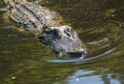 Kobieta zabita przez aligatora w Południowej Karolinie. "Strzegł" jej ciała