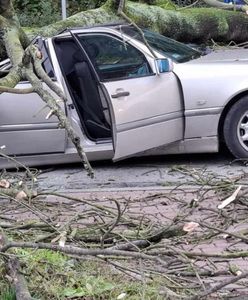 O krok od tragedii. Drzewo spadło na samochód