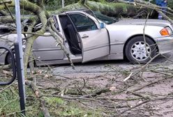 O krok od tragedii. Drzewo spadło na samochód