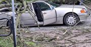 O krok od tragedii. Drzewo spadło na samochód