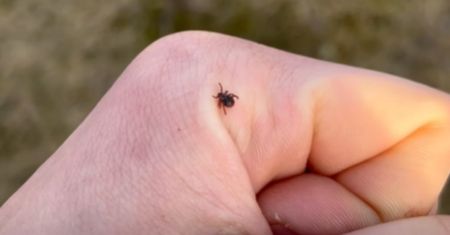 Już się pojawiły. Leśnik pokazał nagranie. "Uważajcie"