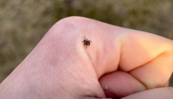 Już się pojawiły. Leśnik pokazał nagranie. "Uważajcie"