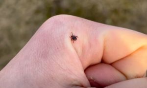 Już się pojawiły. Leśnik pokazał nagranie. "Uważajcie"