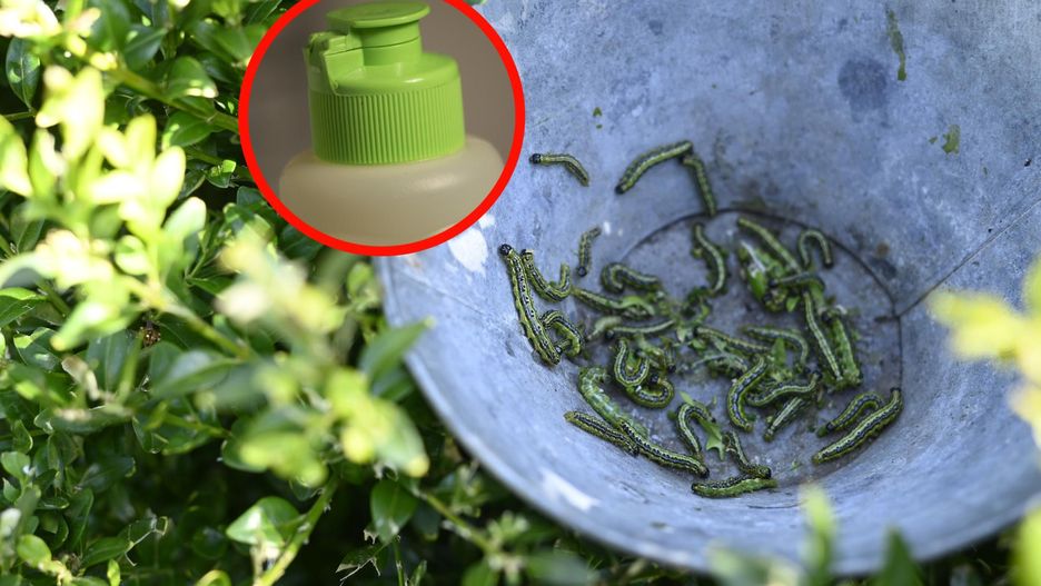 Wystarczy kilka składników z kuchennej szafki. Tak pozbędziesz się ćmy bukszpanowej