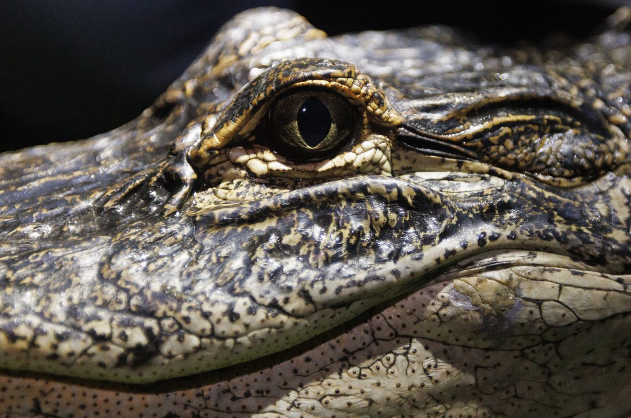 An American alligator sits while researchers collect data  during a crocodile and alligator research survey with the University of Florida Croc Docs team Thursday, Nov. 7, 2024, in Everglades National Park. (Alie Skowronski/Miami Herald/Tribune News Service via Getty Images)