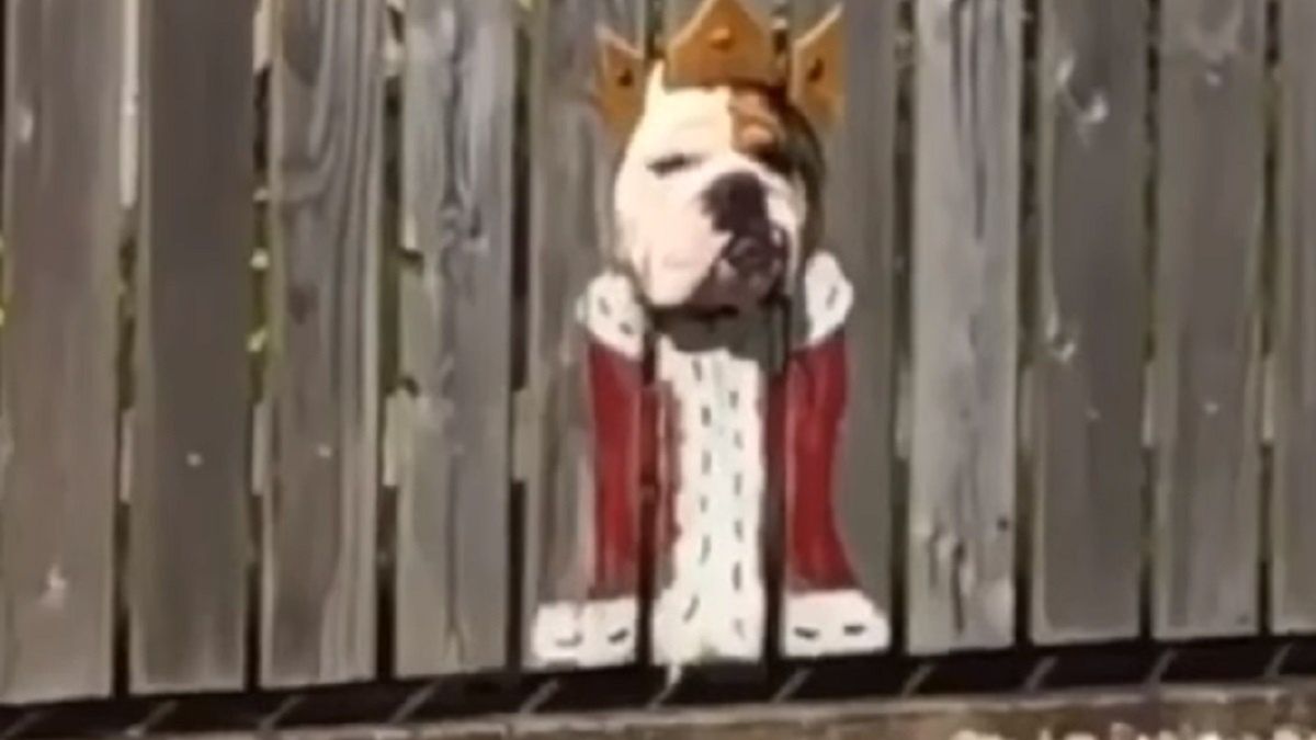 Właściciele pomalowali płot, żeby ich psy wyglądały zabawniej. 