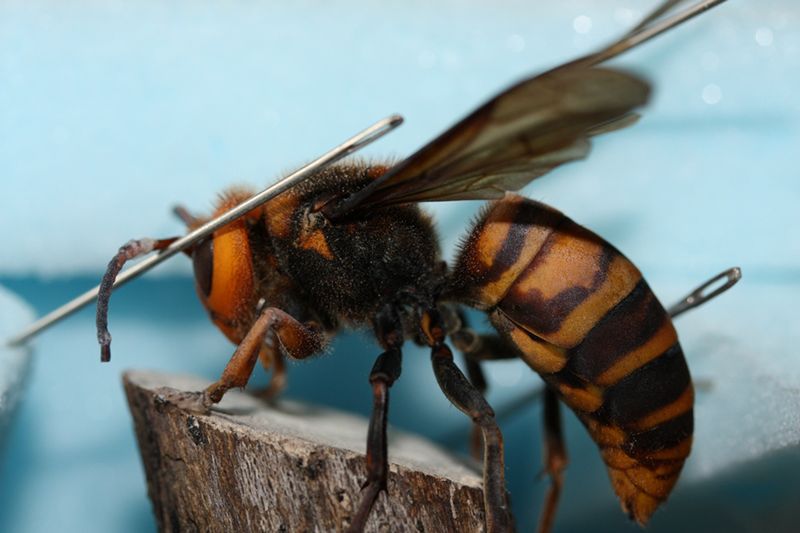9 najniebezpieczniejszych zwierząt świata 5