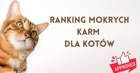 Najlepsza mokra karma dla kota 2026. Ranking karm, które warto znać