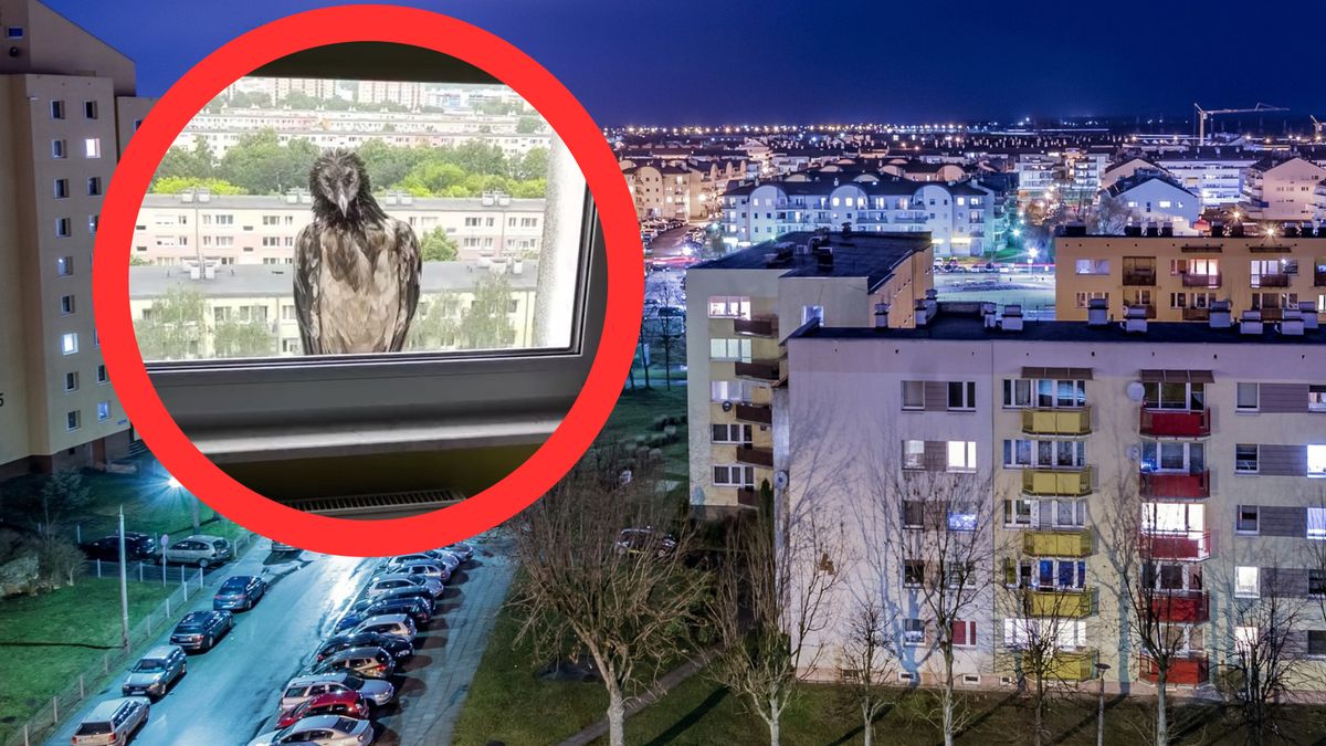 W Poznaniu na jednym z parapetów bloku pojawił się... orłosęp