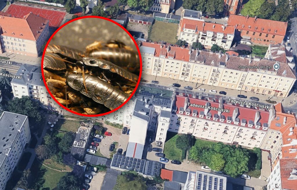 Dramat mieszkańców Olsztyna. Skarżą się na plagę insektów