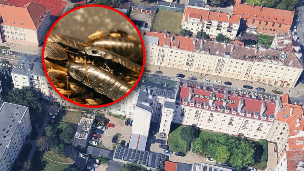 Karaluchy w jednym z olsztyńskich bloków