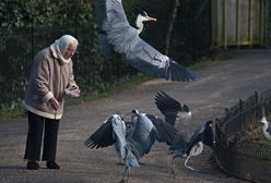 Wielkie oburzenie na Wyspach. Wtrącą 97-latkę do więzienia?