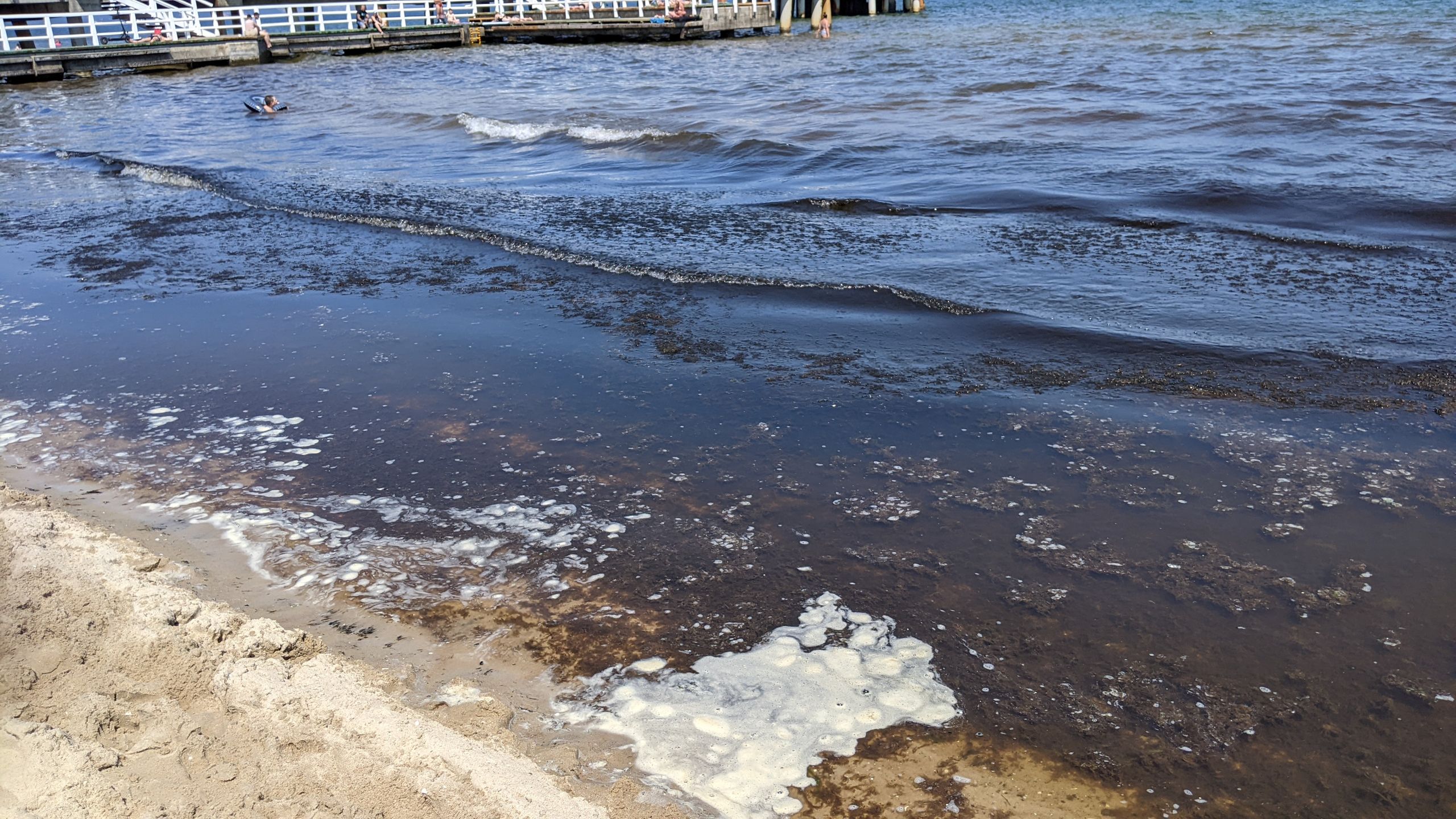 Glony na plaży w Brzeźnie 