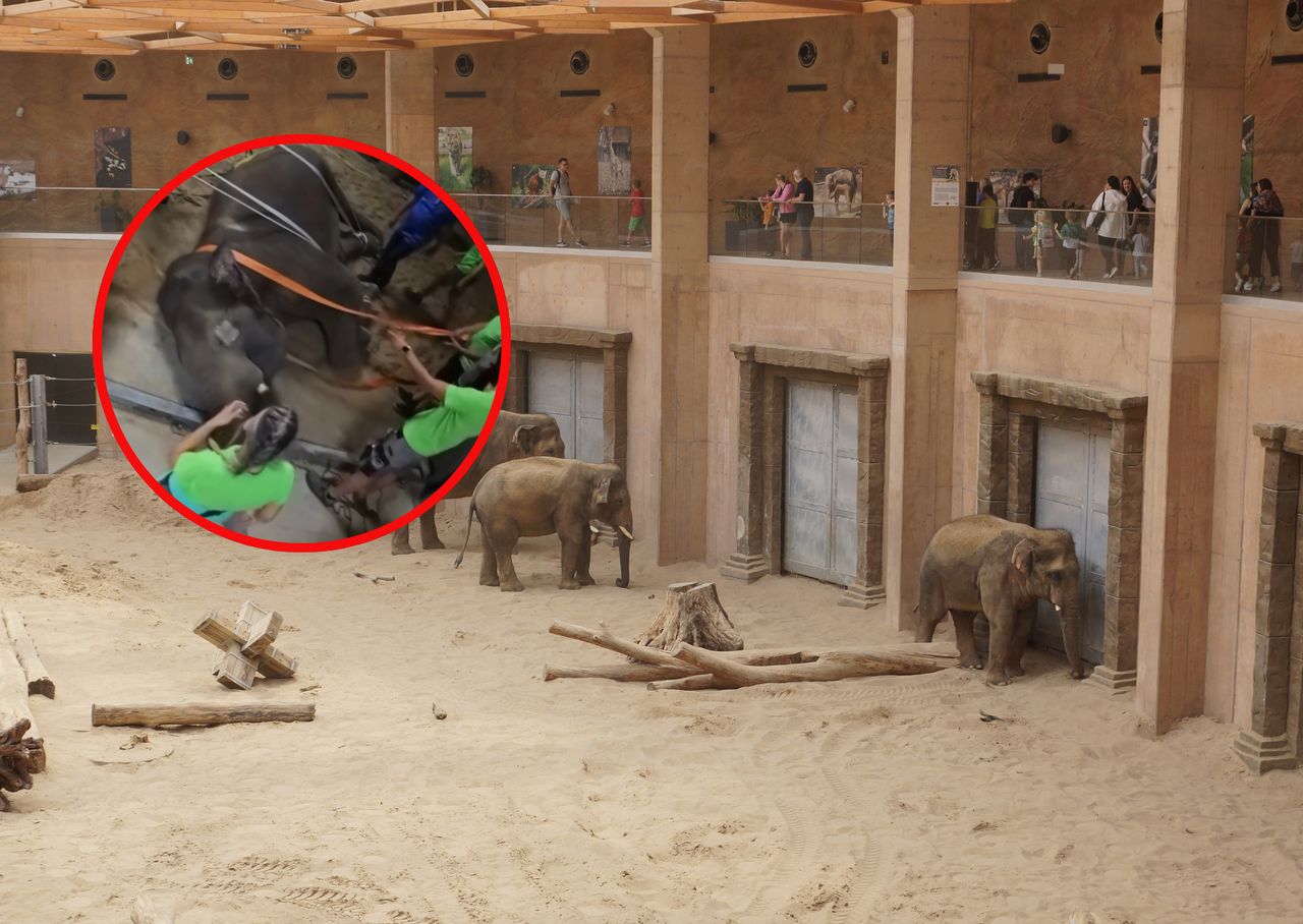 Przebieg operacji śledzili lekarze z całej Polski. "To potężne wyzwanie"