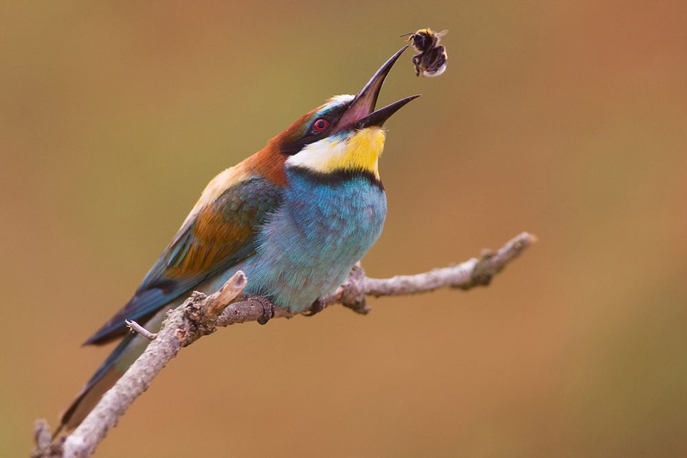 Siena International Photography Awards - Mateusz Piesiak nagrodzony po raz kolejny 8