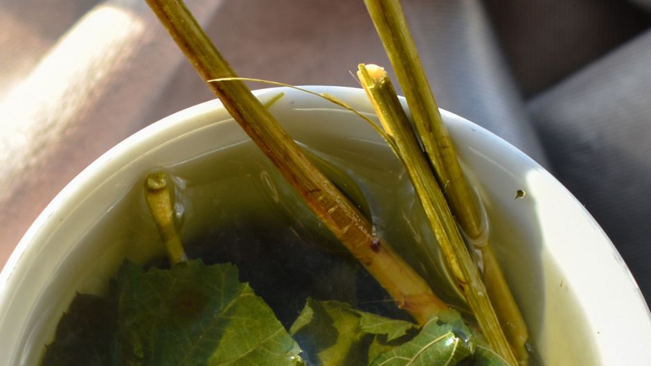 Odwar z pędów malin ma właściwości przeciwbólowe i przeciwzapalne.