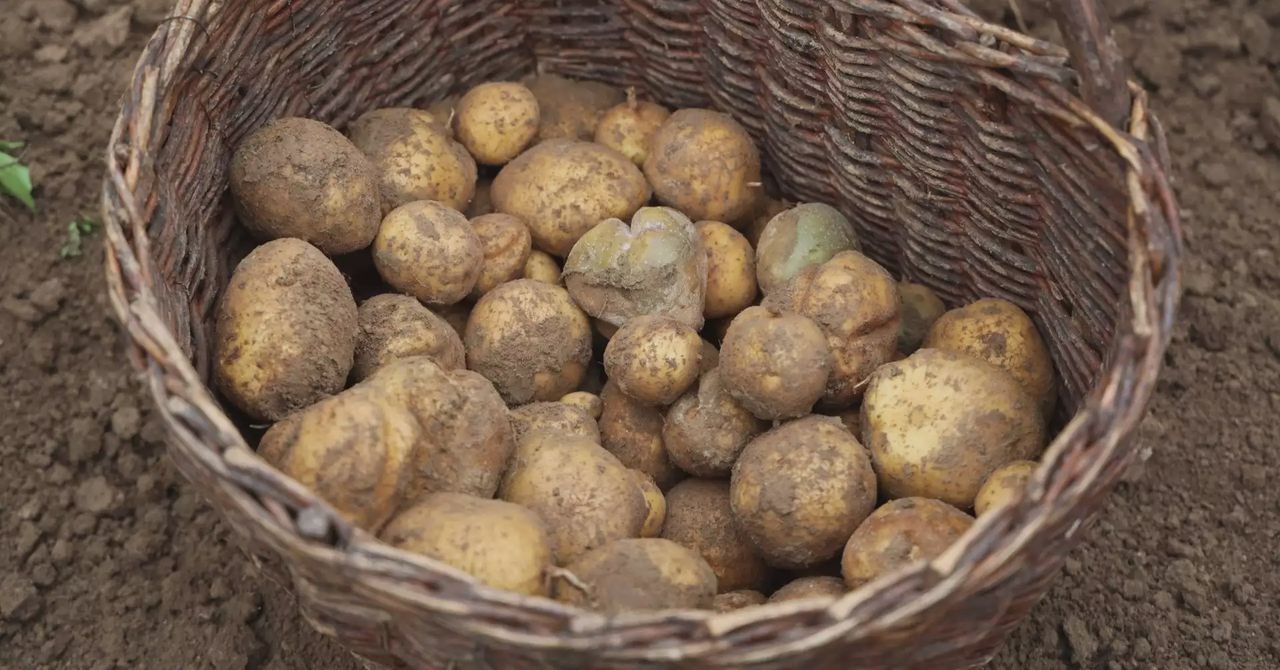 Te choroby są zagrożeniem dla ziemniaków
