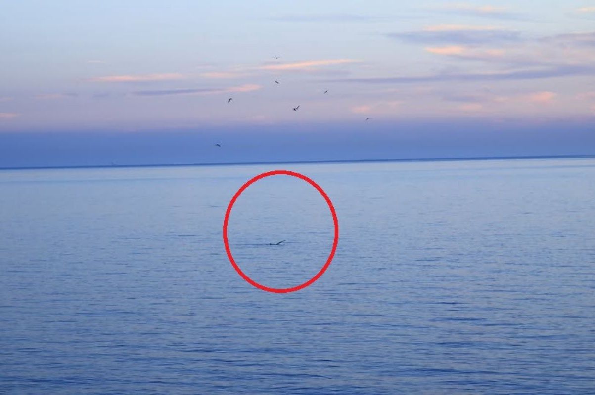 Zauważyli go z lądu. Rzadki gatunek pojawił się przy plaży w Chorwacji