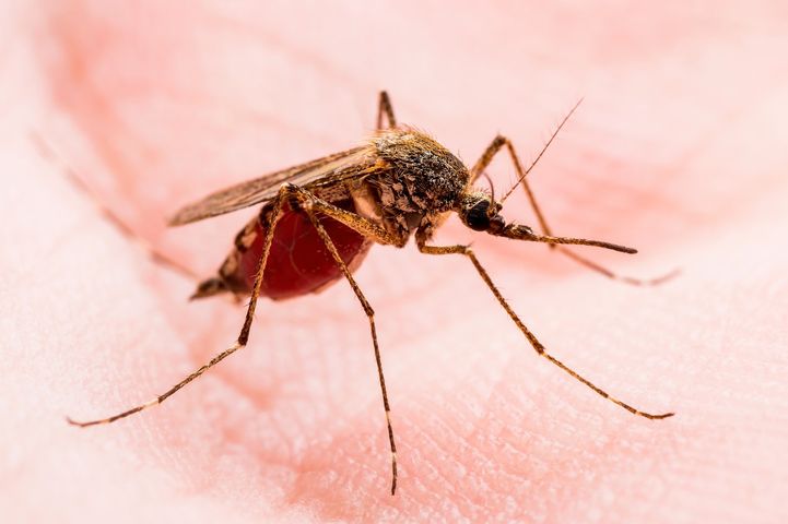 Uczulenie na komary jest nieprawidłową reakcją układu immunologicznego na ślinę komarzycy.