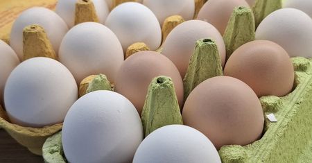Wielu myśli, że takie jajka są gorsze. Sprawdzamy, co oznacza kolor skorupki