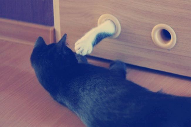 Kilka szybkich ujęć, czyli fotografowanie domowego zwierza smartfonem 9