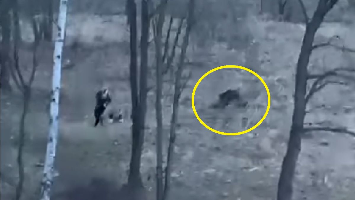 Dzik gonił kobietę z psem