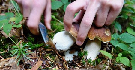 Nie bierz ich do domu. Są pełne toksyn i bakterii