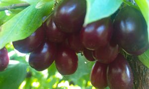 "Polska oliwka" - czy wiesz, jak wykorzystać jej moc? Wzmacnia odporność i wspiera odchudzanie