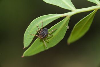 Afrykańskie kleszcze już w Polsce. Są szybkie i biegną do człowieka