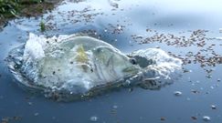 Ogromne okazy podczas wędkowania. Niezwykłe nagranie z USA