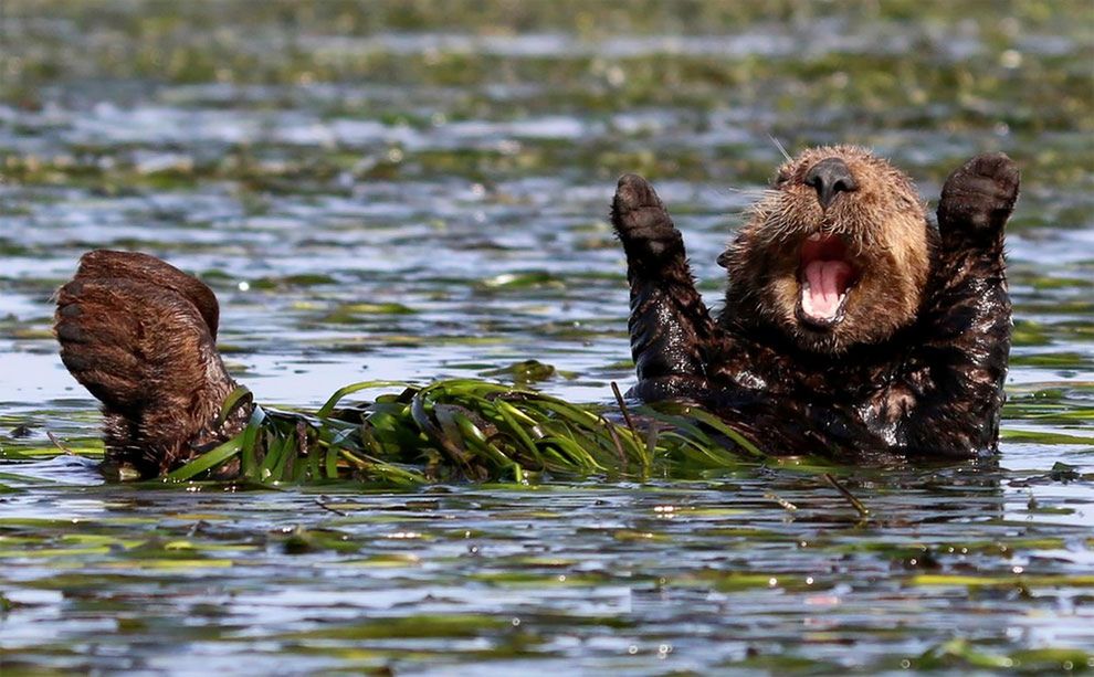 Najzabawniejsze zdjęcia finalistów The Comedy Wildlife Photography Awards 2017 11