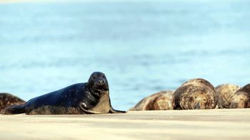 Zagadkowa śmierć fok szarych u wybrzeży Rugii. Prokuratura bada tropy