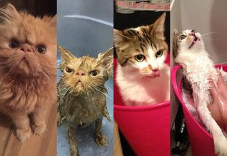 Zwierzęta przed i po kąpieli... (ZDJĘCIA)