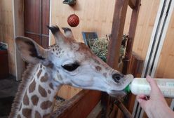 Żyrafek Gortat obchodzi pierwsze urodziny!