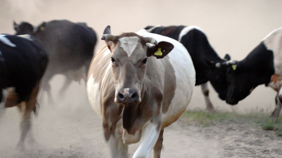 Mazowieckie. Z gospodarstwa uciekło 10 byków