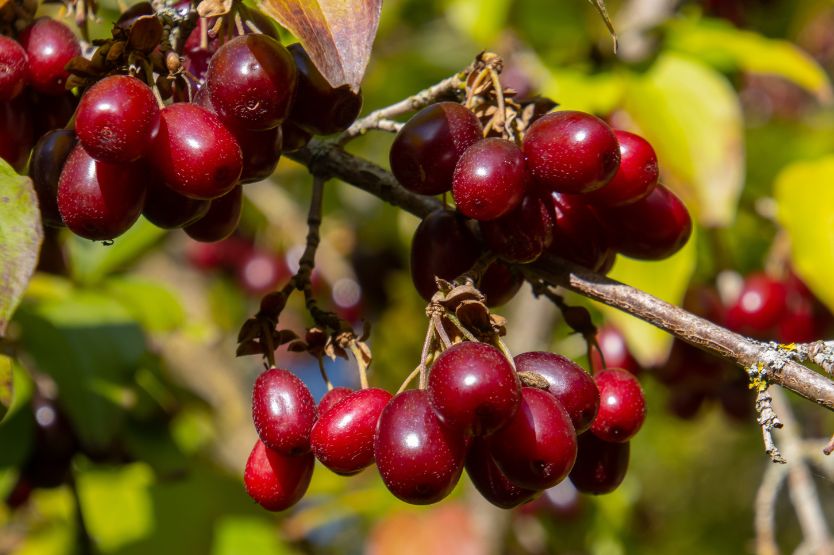 Cornelian cherry is one of the healthiest fruits in the world.