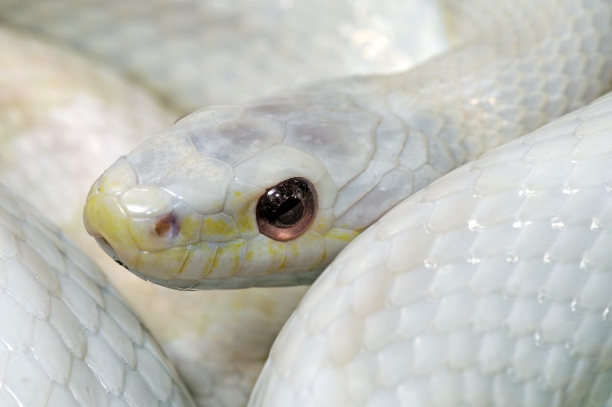 Wąż zbożowy albinos