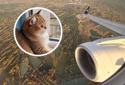 Samolotem z kotem. O tym musisz wiedzieć, chcąc zabrać pupila w podróż
