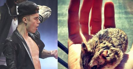Bieber oskarżony o ZNĘCANIE się nad chomikiem!